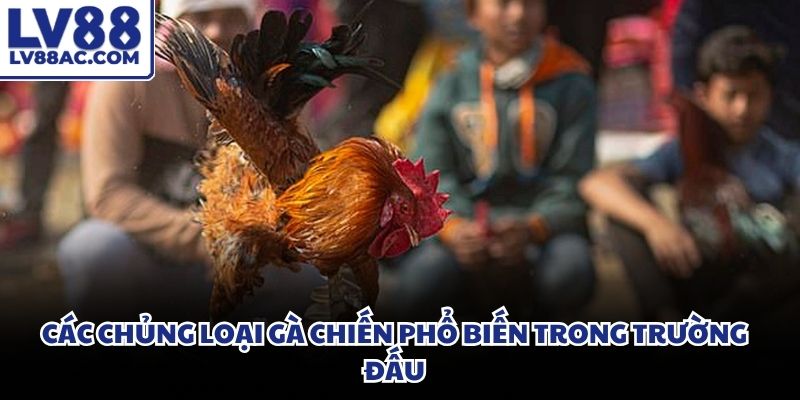 Chiến kê đá gà hôm nay sở hữu thân hình vạm vỡ cùng đôi chân to khỏe
