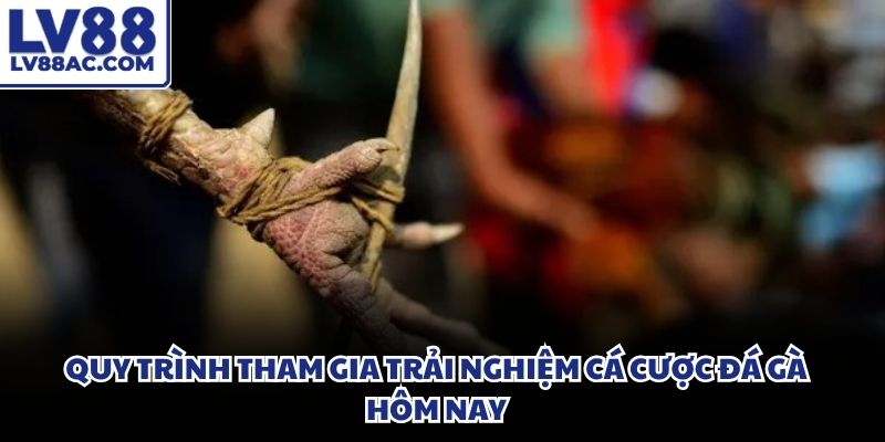 Hệ thống đồng hồ đếm ngược thời gian chốt lệnh cược trước khi gà đá