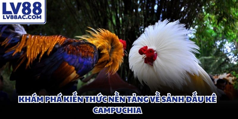 Đá gà Thomo tập trung hàng ngàn người theo dõi trực tiếp các trận đấu