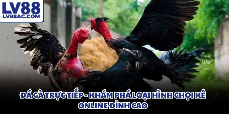 Đá gà trực tiếp