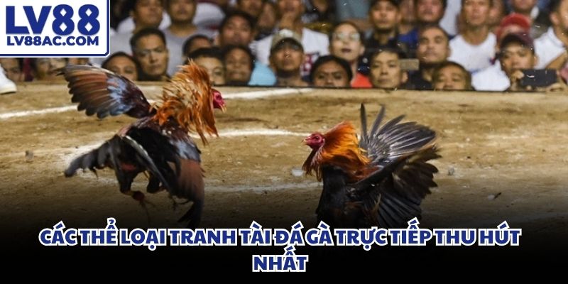 Những chú gà chọi dũng mãnh được trang bị vũ khí cực sắc bén